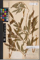 Foto von Salix daphnoides Vill.
